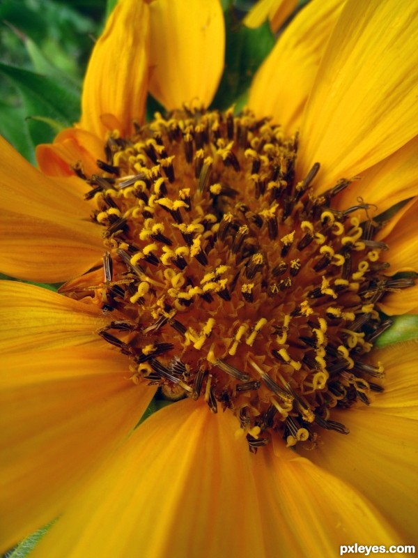 Another Sunflower